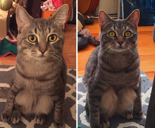 Смешные мемы с котами и надписями