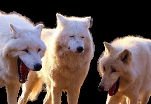 Два волка смеются