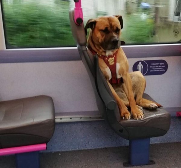 Собака сидит в автобусе