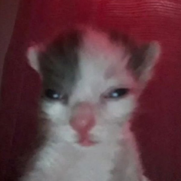 Котенок не выспался