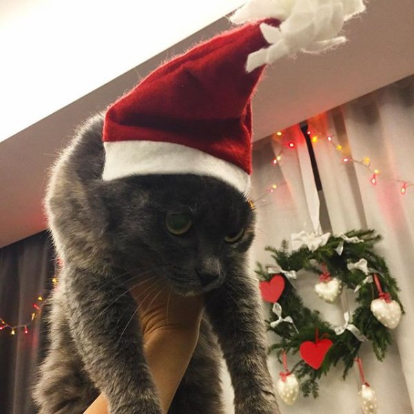 Меп кот в новогодней шапке