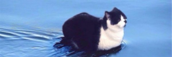 Приплыли кот