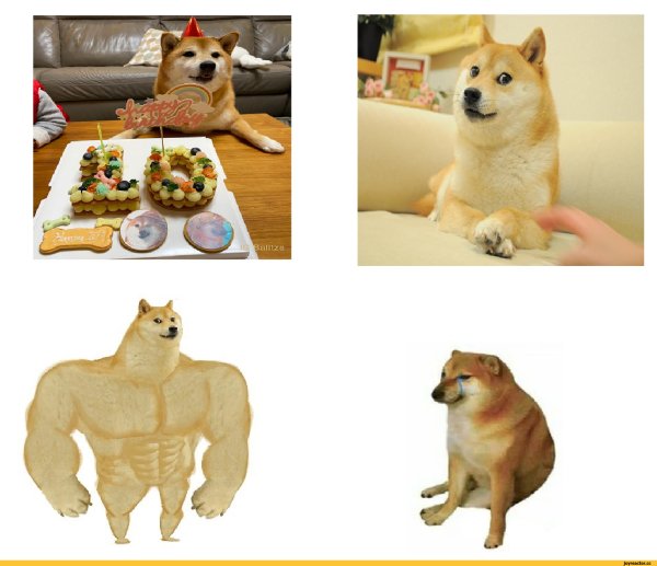 Сиба ину доги