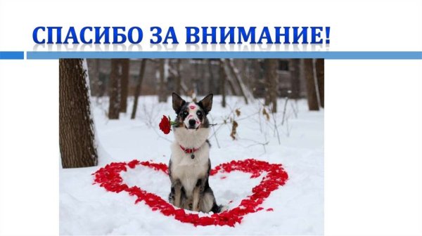 Спасибо за внимание с собакой