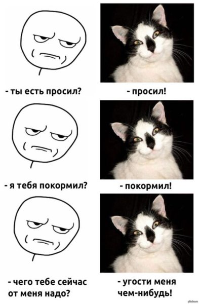 Мемы про котов