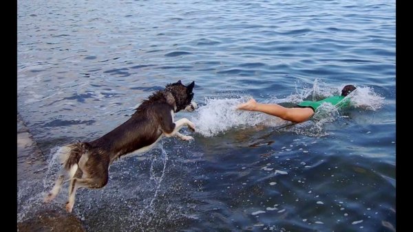 Собака плавает