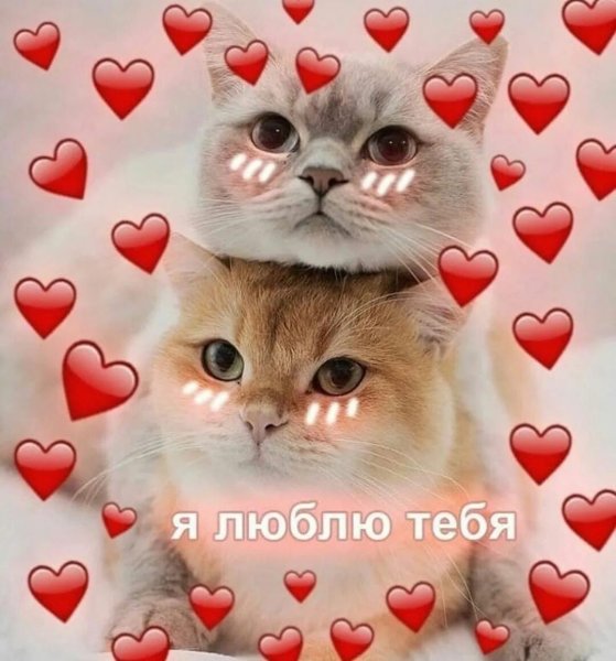 Люблю тебя котик