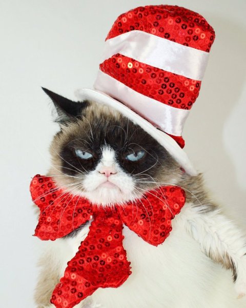 Котята в новогодних шапочках