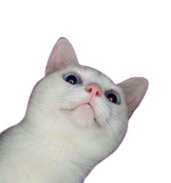 Мемы с котами на белом фоне