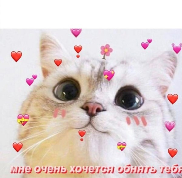 Милый котик Мем