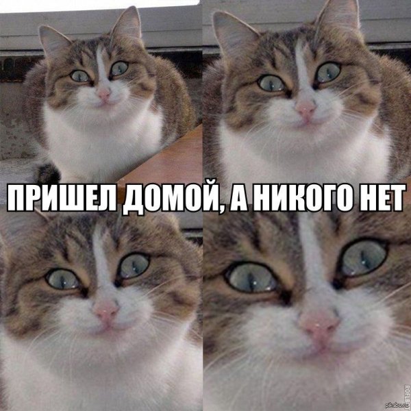 Кот Мем