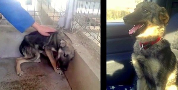 Забитая испуганная собака