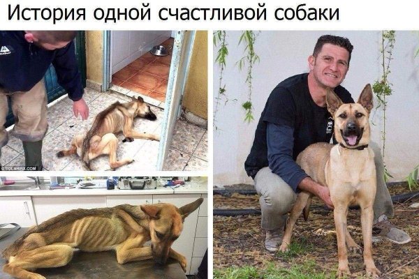 Панин с собакой мемы