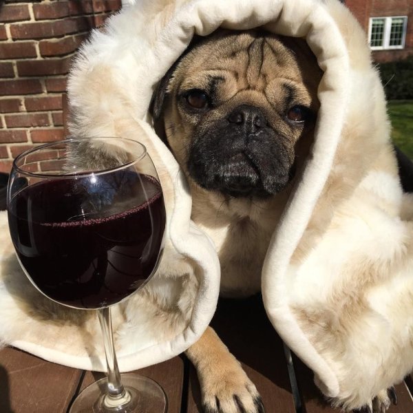 Мопс с бокалом вина
