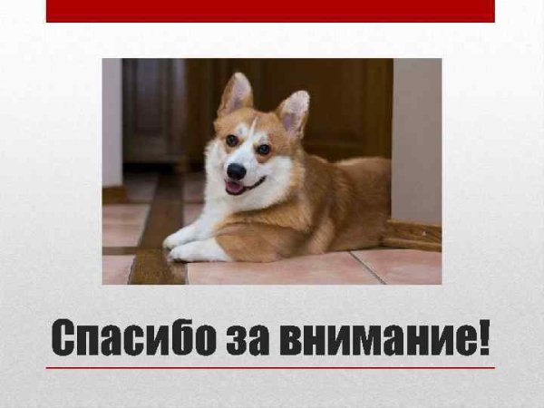 Спасибо за внимание корги