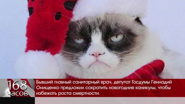 Новогодние коты мемы