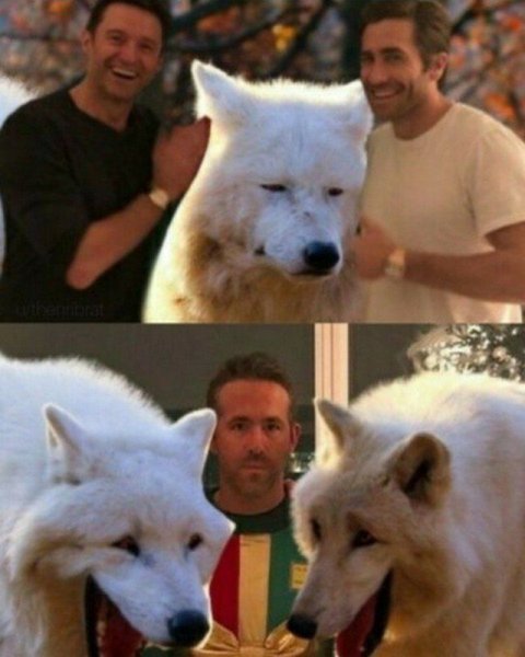 Три волка Мем