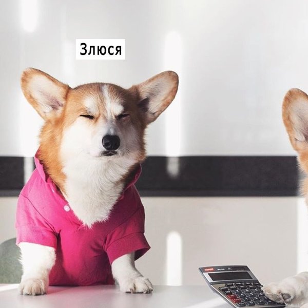 Корги деняк