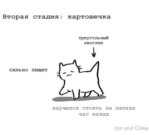 Взросление кошки