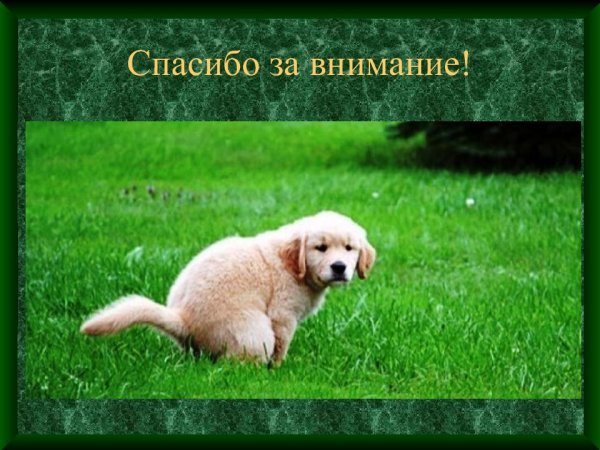 Спасибо за внимание щенок