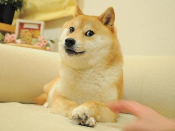 Акита ину Doge
