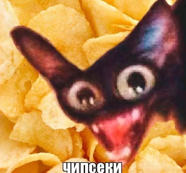 Кот Мем