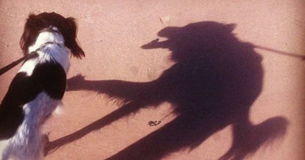 С тенью и собакой