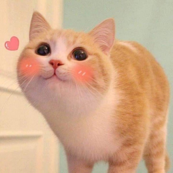 Кот смущается