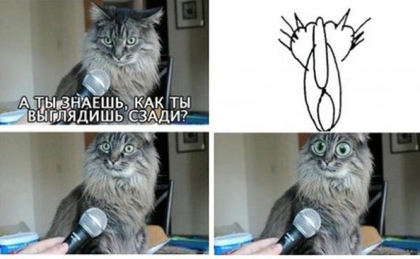 Кот интервью