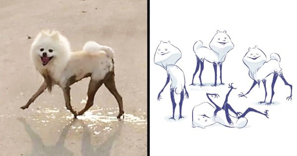 Шпиц с грязными лапами