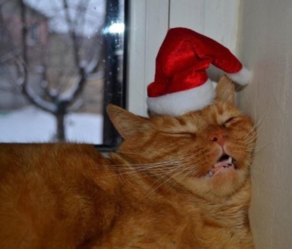 Котик в новогодней шапочке
