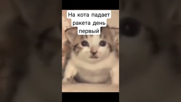 Котенок и ракета Мем