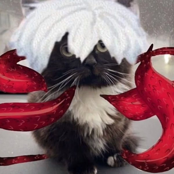 Котята на аву