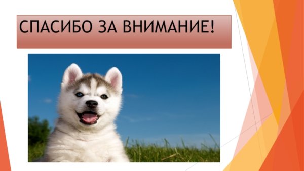 Спасибо за внимание шпиц