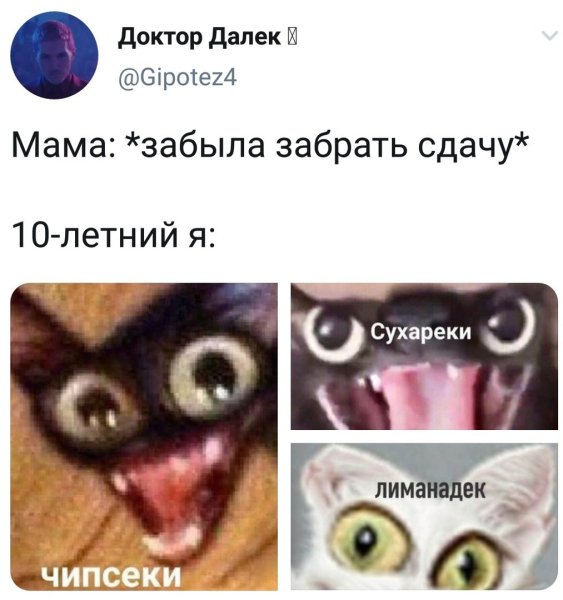 Мемы с котами сухарики