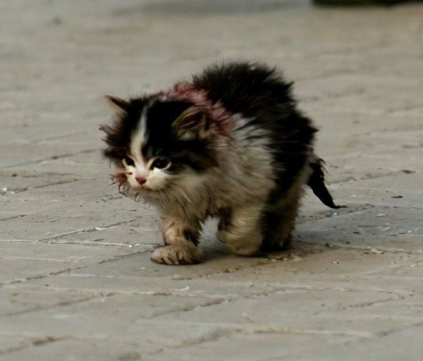 Котик я обязательно выживу