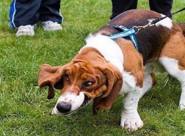 Животные чихают