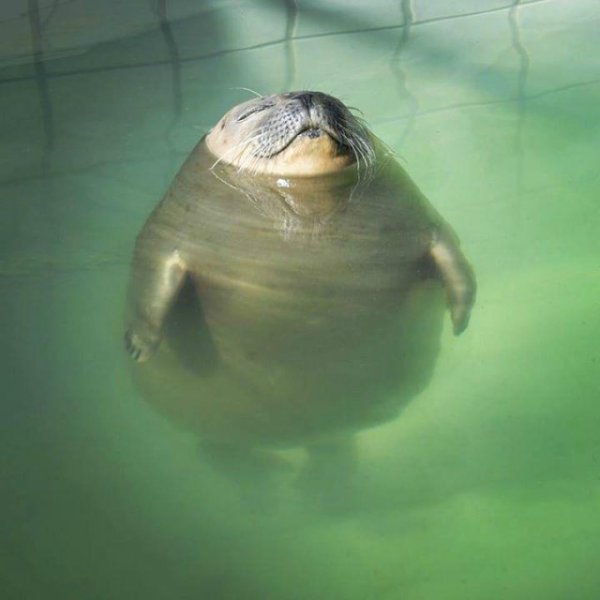 Морской котик в воде