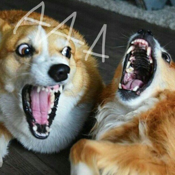 Смех собаки