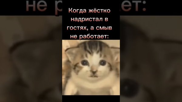 Кот ракета Мем