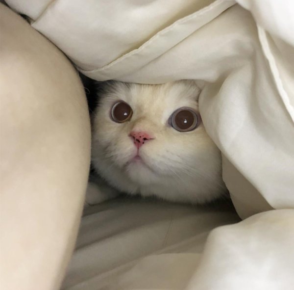 Милые котята мемы