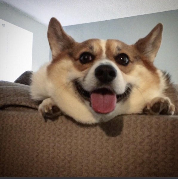 Злюся корги