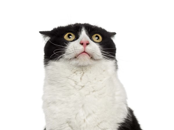 Удивленный кот