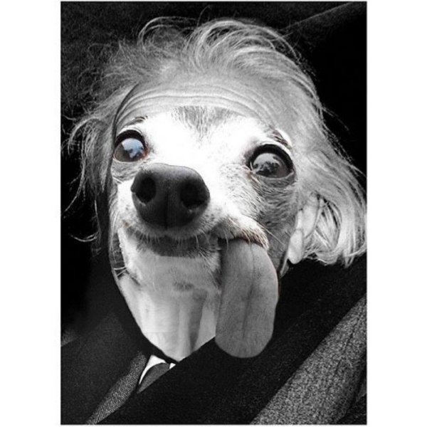 Собака с фысынутом языком