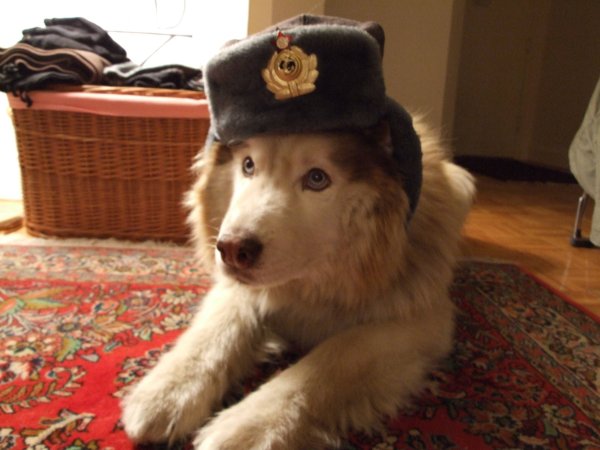 Собака в ушанке СССР