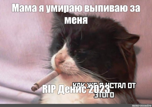 Кот курит сигарету