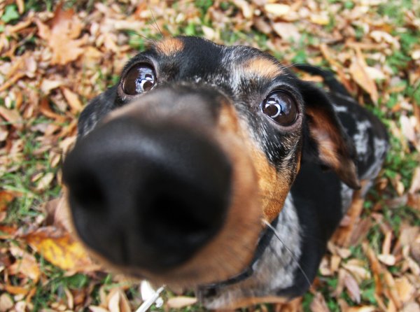 Собака в речке