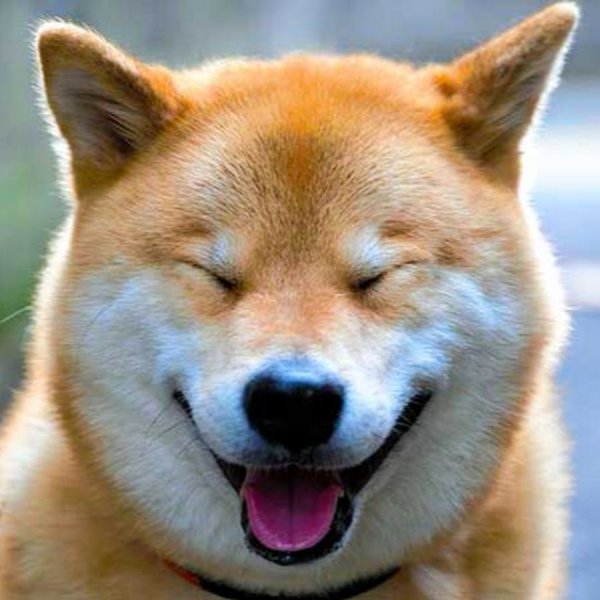 Собака смеется