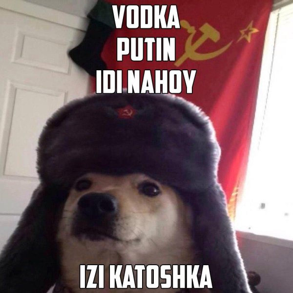 Собака в ушанке