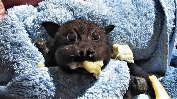 Летучая лисица кушает